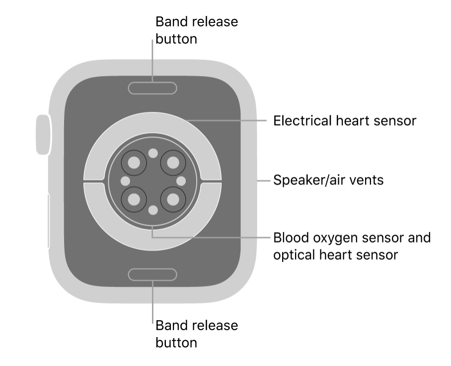Apple Watch diagram showing the band release buttons on the back of the watch