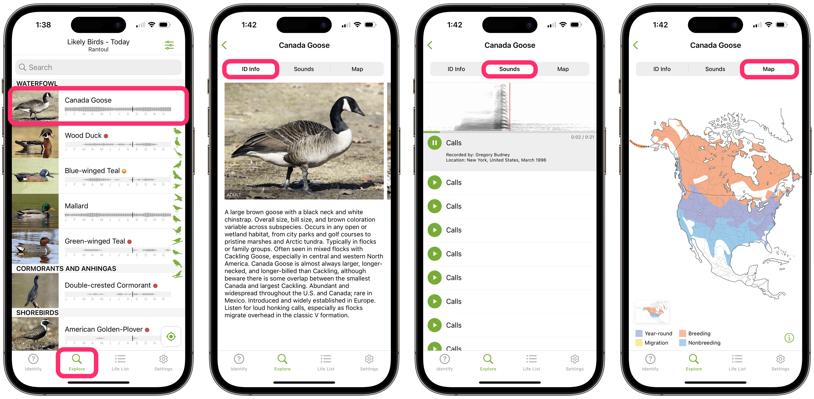explore birds in your area in bird id app on iPhone