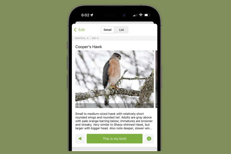 Bird Song Identification: How to Identify Bird Sounds for Free on iPhone